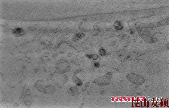 乐东蔡司双束电镜